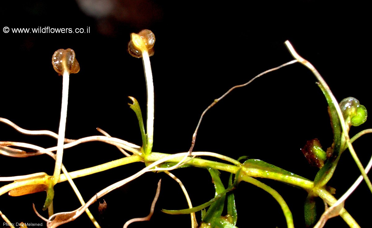 Callitriche truncata